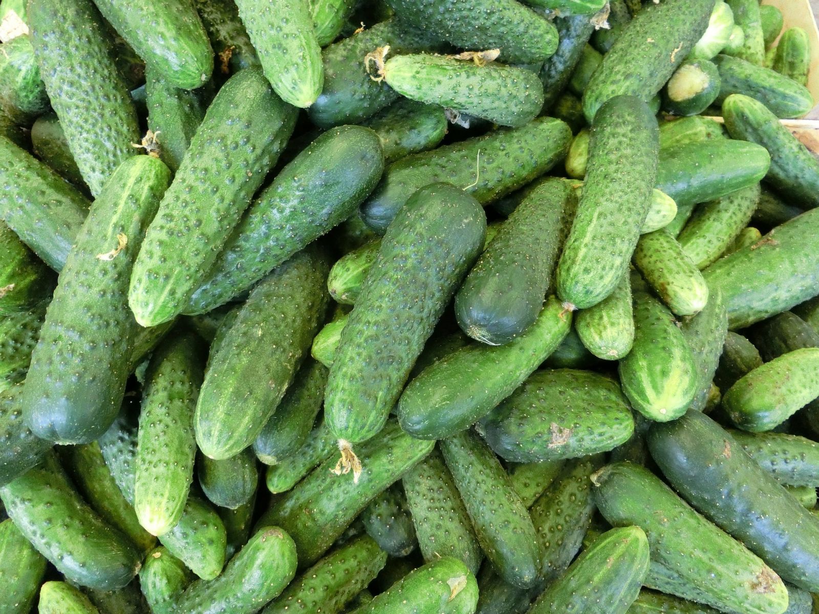 Ogórki Gruntowe 1kg