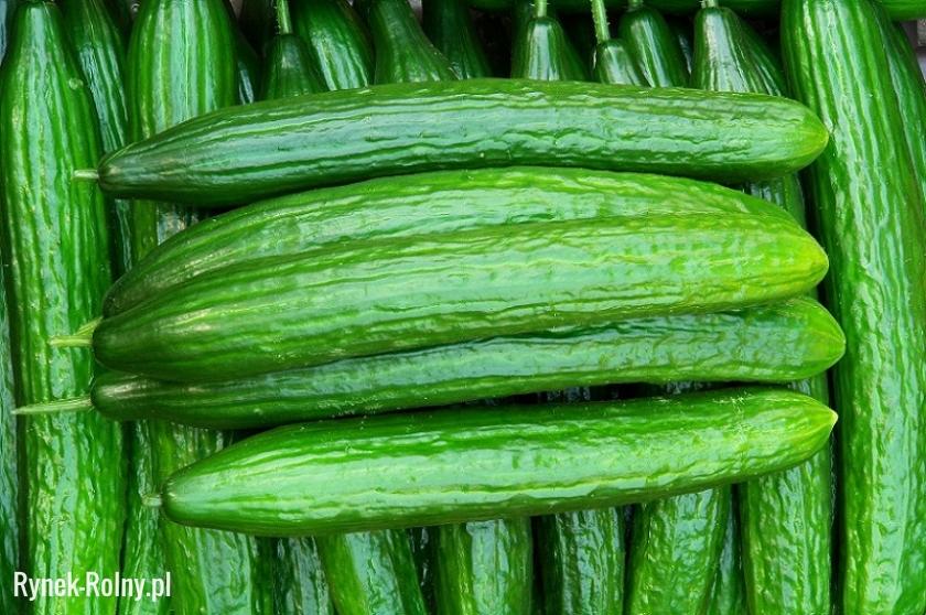 Ogórki Szklarniowe 1 kg